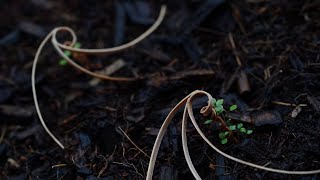 Eseed Autonomous selfburying seed carriers for aerial seeding [upl. by Ruenhs]