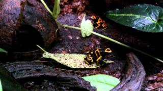 Dendrobates Leucomelas call and wrestling [upl. by Silvestro599]