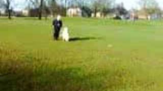 Bearded Collie Training [upl. by Dublin]