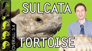 Sulcata Tortoise The Best Pet Turtle [upl. by Yhtuv798]