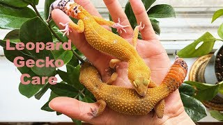 Leopard Gecko Care [upl. by Lorrimer]