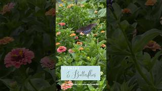 Zinnias amp Butterflies  Heirloom Leaves and Seeds gardening garden butterfly zinnia zinnias as [upl. by Attalie885]