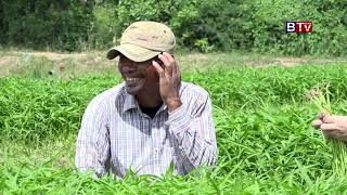 AGRICULTURE Water convolvulus ត្រកួន 1182018 Vol 03 [upl. by Ennovyhc]