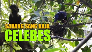 WOWADA SARANG BURUNG RAJA PERLING DI AVIARY BESAR INI SI BURUNG MOHAWK ENDEMIK SULAWESI [upl. by Kcirdneh]