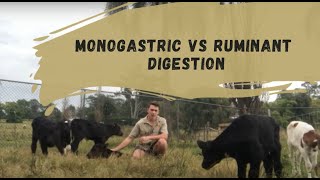 Monogastric Vs Ruminant Digestion [upl. by Acul879]