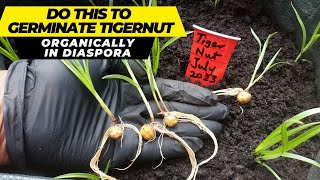 DO THIS TO GERMINATE AND GROW TIGER NUT CHUFA FASTHOW TO [upl. by Cyd]