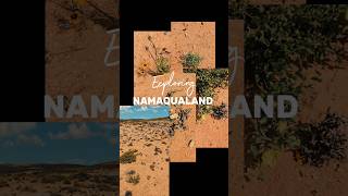 Namaqualand Daisies 2024 [upl. by Doll]