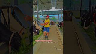 Successful cow dairy farm starting dairy farm business in India dairy farm tour in Indiafarming [upl. by Nnaik]