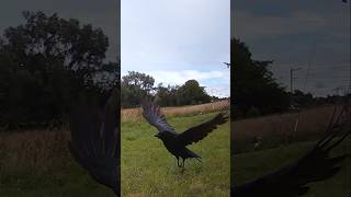 Les corneilles et les corbeaux sont amusants à observer crow carrioncrow corbeau blackbird [upl. by Endaira]