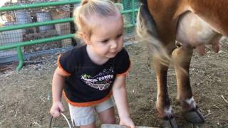 How to Milk a Cow 2 yr Old Baby Emma Milks the Family Cow All By Herself [upl. by Colline]