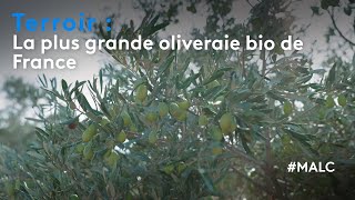 Terroir  la plus grande oliveraie bio de France [upl. by Garett]