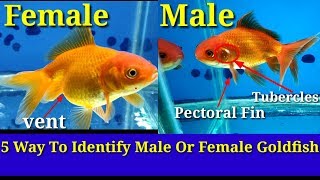 5 Way To Identify Male Or Female Goldfish [upl. by Asiole944]