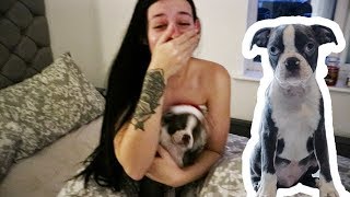 SUPRISING MY GIRLFRIEND WITH A PUPPY  BOSTON TERRIER [upl. by Lednam]