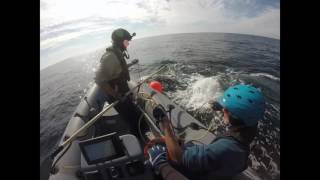 Right Whale Disentanglement 06JAN17 [upl. by Ivets]