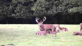 Stag mating with Hind Bedfords Park HaveringAtteBower Greater London [upl. by Jervis]