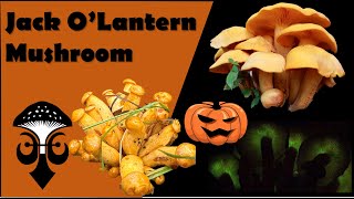 The Jack O Lantern Mushroom Omphalotus illudens the Orange Mushroom [upl. by Larkins]