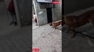 Boerboel Protection Training foryoupage viral حراسهشخصيه حمايهprotection protectiondog [upl. by Ahsenaj]