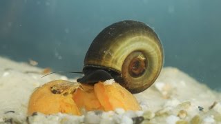 Planorbarius corneus  Posthornschnecke  Great Ramshorn Snail [upl. by Enyaw]