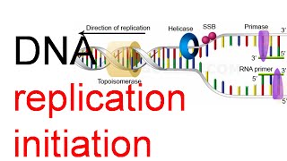 DNA Replication initiation [upl. by Ccasi]