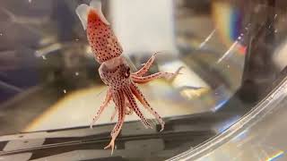 Strawberry Squid AKA cockeyed squid Histioteuthis heteropsis [upl. by Trik]