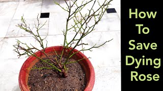 How to save dying rose plant Dieback rose treatment मरते गुलाब के पौधे को कैसे बचाएं [upl. by Ylluz]