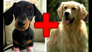 10 Amazing Cross Breed Dogs Mixed Dogs Part 2 [upl. by Avir]