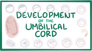 Development of the umbilical cord [upl. by Fairman]