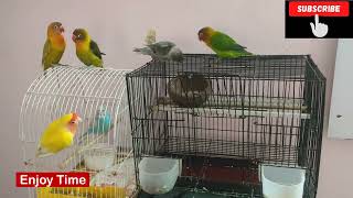 Love birds food  Budgies  Love birds as pets [upl. by Knarf]