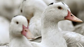 Grippe aviaire  la vaccination obligatoire a débuté dans une exploitation dans le Gers [upl. by Katt]