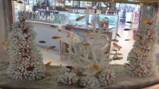 Cool Fish Tank at LaMer at KLIA2 Duty Free Store Hall Kuala Lumpur International Airport Malaysia [upl. by Vig]