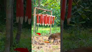 DIY Wild Boar Trap Quick amp Easy Technique ytshorts shortsfeed Wildboar trap [upl. by Acirtal]