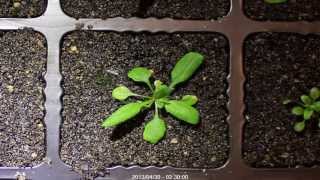 Arabidopsis thaliana timelapse [upl. by Marpet]