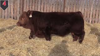 Ultra 24 Bull Sale Lot 4 [upl. by Golter377]