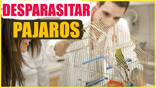 Cómo desparasitar a los pájaros [upl. by Aleyak]