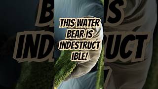 This Water Bear is Indestructible sciencemysteries science organisms strangefacts [upl. by Dibrin182]