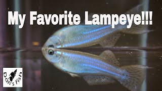 My Favorite Lampeye  Procatopus [upl. by Cato]