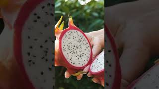 Pitahaya y sus beneficios [upl. by Notsag]