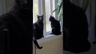 Leeloo and Chumchum cat catlife cuteanimal catlover catvideos [upl. by Atram]