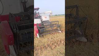 Yanmar harvester shorts youtubeshorts shortsviral [upl. by Rosenfeld]