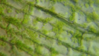 Chloroplast MovementCytoplasmic Streaming  Mr Pauller [upl. by Sewoll879]