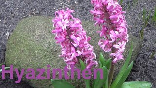 Hyazinthen pflege Pflanzen Standort Gießen Düngen Blüte vermehren Hyacinthus [upl. by Newg433]