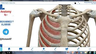 Anatomy of thorax Lecture 2 [upl. by Noived345]