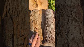 FIREWOOD ID BLACK CHERRY VS MULBERRY firewood wood [upl. by Malha695]