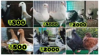 Fancy Kabootar Special  Fancy Pigeon Loft Indian Fantail  Kerala Fancy Kabootar [upl. by Eelimaj]