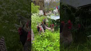 CALLING MY CHICKENS  Wenn die Hühner auf eine frische Wechselweide dürfen  Mit Exchequer Leghorn [upl. by Enilhtak]