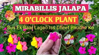 Miraillis Jalapa4 O Clock PlantSandhya MaltiGulabaasGulbakshiMarvel Of PeruBeauty Of The Night [upl. by Cassie218]