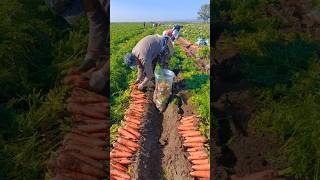 Carrots Packing Way After Harvesting ♥️ shorts youtubeshorts fruit [upl. by Winters706]