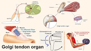 Golgi tendon organ [upl. by Siram314]