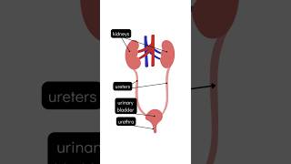 Excretion and parts of the excretory system education science study students biology excretion [upl. by Arykat]