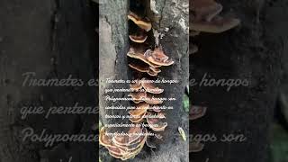 Trametes hongos granja ecosistemas [upl. by Orth128]